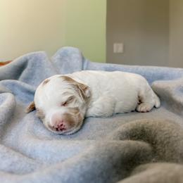 Joey - Chalk male Australian Labradoodle puppy in Chelsea, Michigan from Michigan Labradoodles