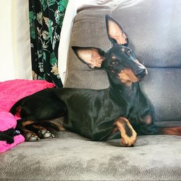 Manchester Terrier All Grown Up from Noble Kennels Standard Manchesters