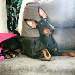 Manchester Terrier All Grown Up from Noble Kennels Standard Manchesters