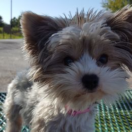 Bella - Biewer Terrier