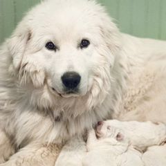 Bernadette - Maremma Sheepdog