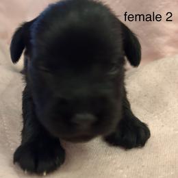 Female 2 - Black female Miniature Schnauzer puppy in Granville, Ohio from Shull Mini Schnauzers