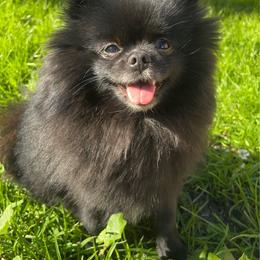 Precious - Pomeranian