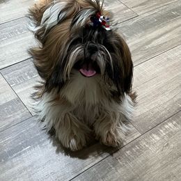 Ivanka - Shih Tzu