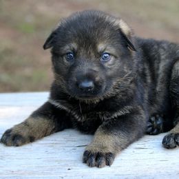 Female-1 - Sable female German Shepherd puppy in Cumming, Georgia from Cainedelup