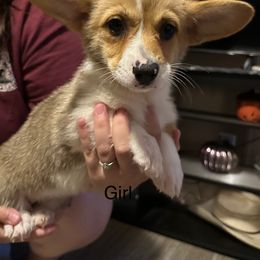 Girl 1 - Red female Pembroke Welsh Corgi puppy in Douglas, Georgia from Delgado’s Corgi’s