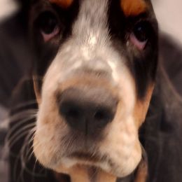 Boy 1 - Basset Hound puppy from Long's Mount Olympus Basset Hounds