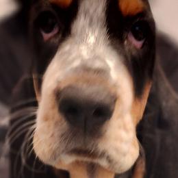 Boy 1 - Basset Hound puppy from Long's Mount Olympus Basset Hounds