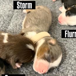 Storm - Blue merle female Miniature American Shepherd puppy in Tucson, Arizona from Outlaw Minis