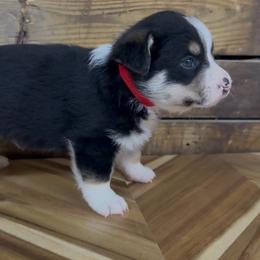 RED boy - Black and tan male Pembroke Welsh Corgi puppy in Guilford, Indiana from Manning Family Farm