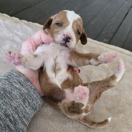 Macaroni - Red  female Goldendoodle puppy in Floyd, Virginia from Hearts and Paws Poodles and Doodles