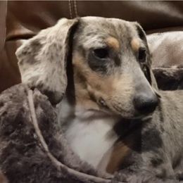 Bonnie - Dachshund