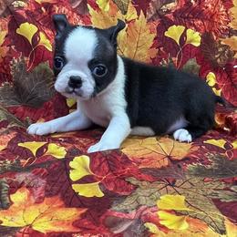 Tami - Black brindle and white female Boston Terrier puppy in Fillmore, Illinois from Wind Hill Puppies