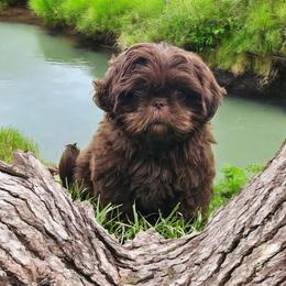 Beau - Shih Tzu
