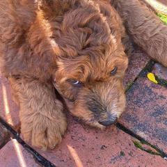 Saint Berdoodle Puppies from R & C's for the Love of Doodles