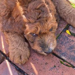 Saint Berdoodle Puppies from R & C's for the Love of Doodles