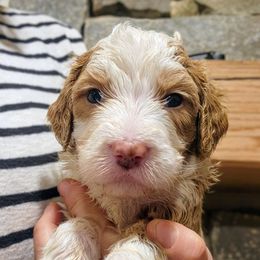Birdie - Cream female Goldendoodle puppy in Pollock Pines, California from Ten Acre Wood Doodles