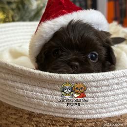 Jett - Chocolate male Shih Tzu puppy in Walkertown, North Carolina from Lil’ Bit’s Shih Tzu