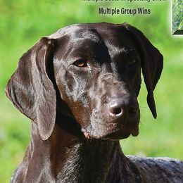 Tori - German Shorthaired Pointer