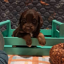 Bonnie - Brown and white female Aussiedoodle puppy in Mena, Arkansas from Ouachita River Cockapoos