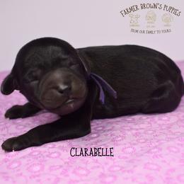 Clarabelle - Black female Schnoodle puppy in Sedalia, Missouri from Farmer Brown's Puppies