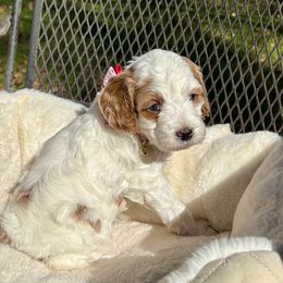 Sierra - Red and white female Cockapoo puppy in Marietta, South Carolina from River Falls Cockapoos