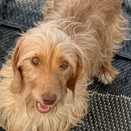 Red Rapsody - Dachshund