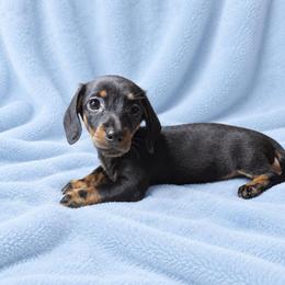 Artie - Black and tan male Dachshund puppy in Richmond, Virginia from Paw Prints