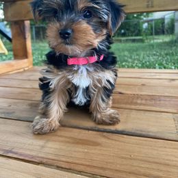 Yorkshire Terrier Puppies from Elaine’s Pup Co.