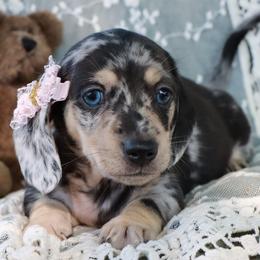Violet - Dapple female Dachshund puppy in Wakarusa, Indiana from PuppyLove Dachshunds