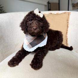 Sapphire - Chocolate female Labradoodle puppy in Newark, Ohio from Raising Doodles