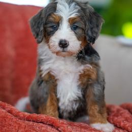 Blaze - Merle male Bernedoodle puppy in Dundee, Ohio from Down Home Doodle