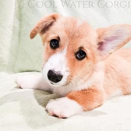 Confetti - Red female Pembroke Welsh Corgi puppy in Kiowa, Colorado from Cool Water Corgis LLC