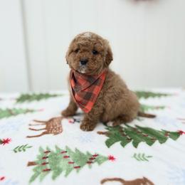 Oakley - Red  male Goldendoodle puppy in Apopka, Florida from Rae Precious Puppies