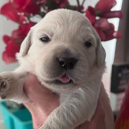 Girl 4 - Light golden female Golden Retriever puppy in Lake Hughes, California from Golden Hills Retrievers