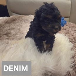 Denim - Phantom male Poodle puppy in Hesperia, California from Sweetie Pie Poodles