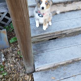 Toy Australian Shepherd All Grown Up from Alexandra Meadors