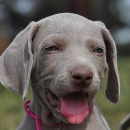 Weimaraners from Hanson Weimaraners