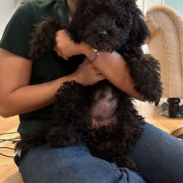 Jasmine - Goldendoodle puppy from Zona’s Teddybear GoldenDoodles