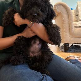 Jasmine - Goldendoodle puppy from Zona’s Teddybear GoldenDoodles