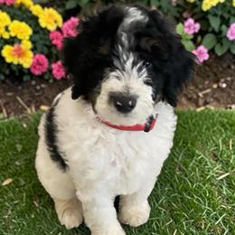 Finn - Black and white male Bernedoodle puppy in Huntsville, Alabama from Falcon Ridge Doodles