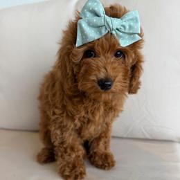 Little Love Red Micro Girl - Red  female Goldendoodle puppy in Mayfield, Utah from Ruff Country Doodles