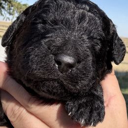 Evelyn - Black female Saint Berdoodle puppy in Beach, North Dakota from Badland St. Berdoodles LLC