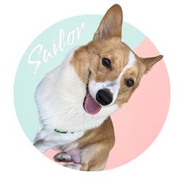 Sailor - White and red female Pembroke Welsh Corgi puppy in Largo, Florida from Nauti Corgi’s