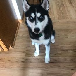 Siberian Husky All Grown Up from The Husky Barn