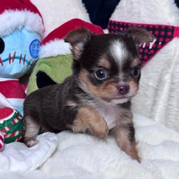 Denali - Chocolate and tan male Chihuahua puppy in Colorado from American Dream Chihuahua’s
