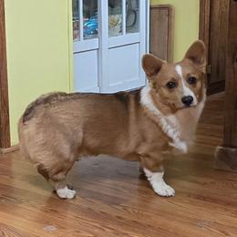 Biscuit - Sable male Pembroke Welsh Corgi puppy in Clovis, New Mexico from Sweet & Salty Cowdogs