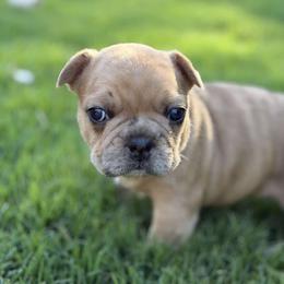 Potato - Fawn male French Bulldog puppy in Iron Station, North Carolina from Kayser Farm