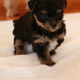 Yorkshire Terrier Puppies from JosRora Yorkies