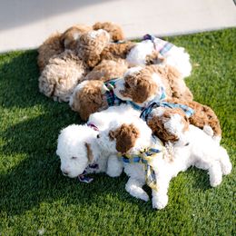 Poodle Puppies from Doodle Puppy Parti